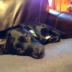 Meet your Posher, Carol